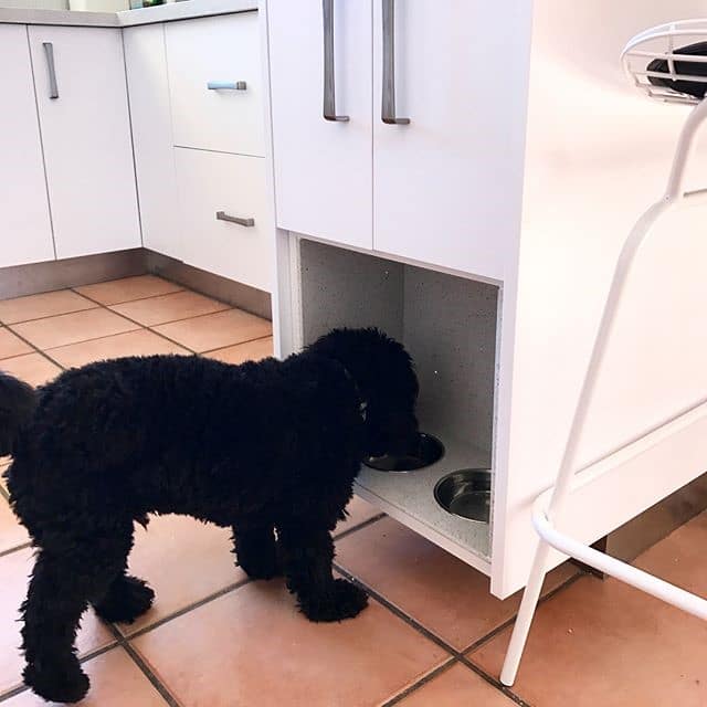Pet feeding station Granite Transformation Sydney
