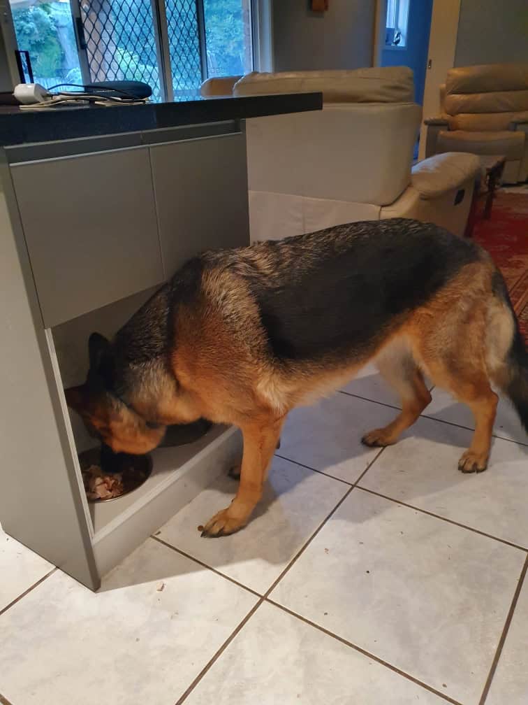 German Shepard with custom feeding station